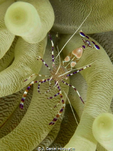Spotted cleaner shrimp by J. Daniel Horovatin 